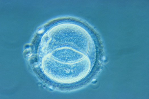 为什么胚胎移植后需要打黄体酮？