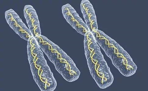 无创DNA结果怎么看？